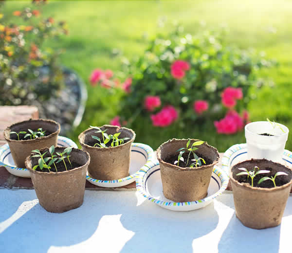 Complete Garden Planting Services