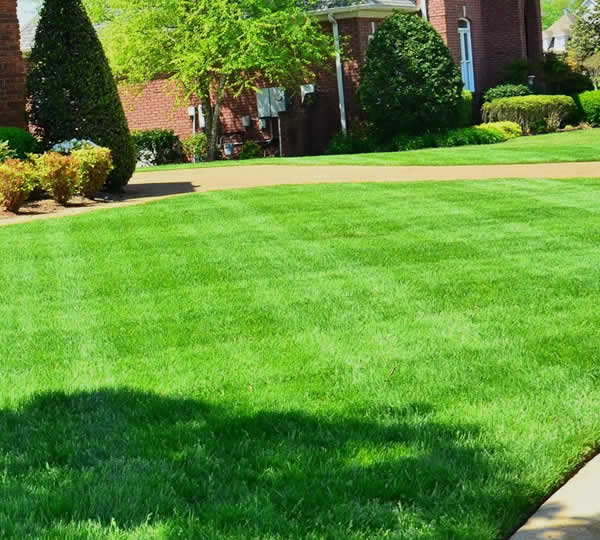 Complete Lawn Mowing Services