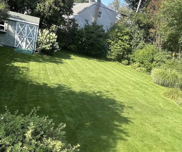 Complete Weed Removal Services