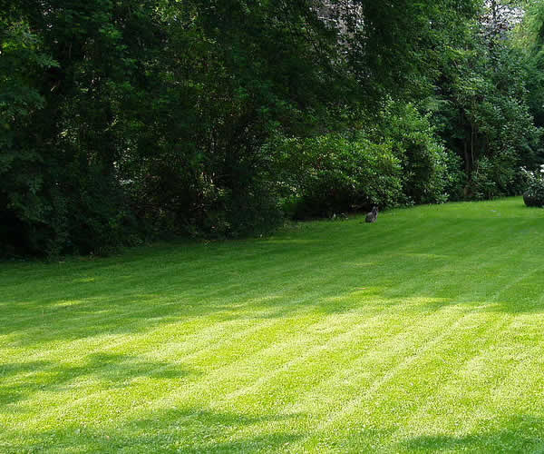 Reliable Lawn Care Services