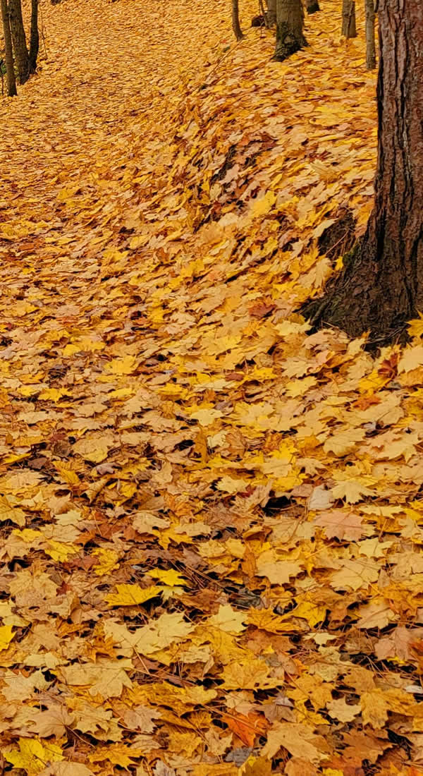 Reliable Spring and Fall Cleanup Services