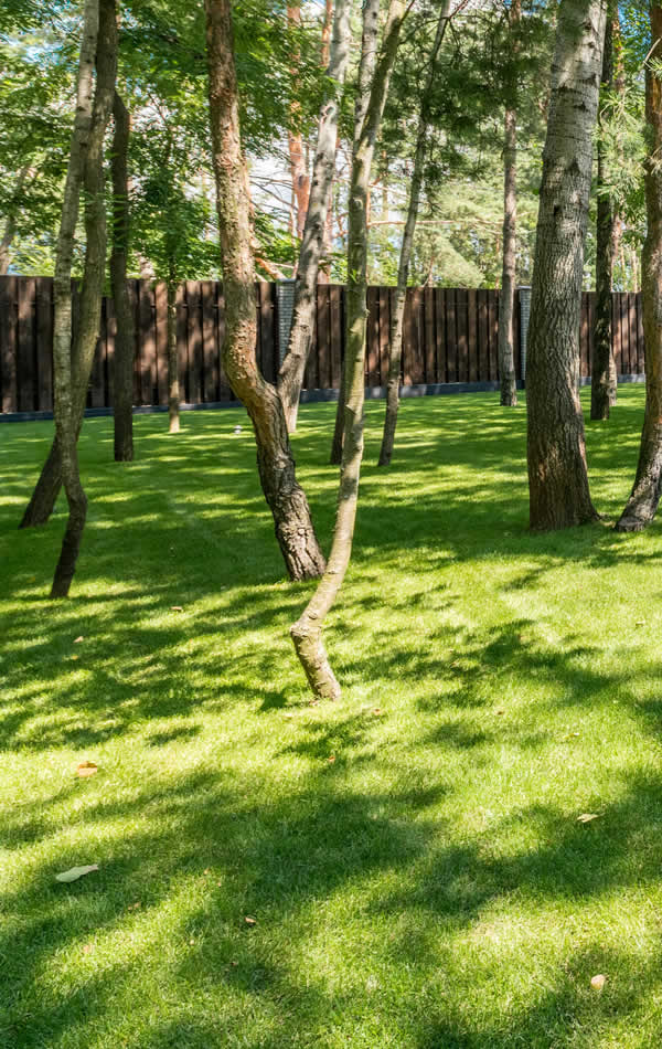 Reliable Weed Removal Services