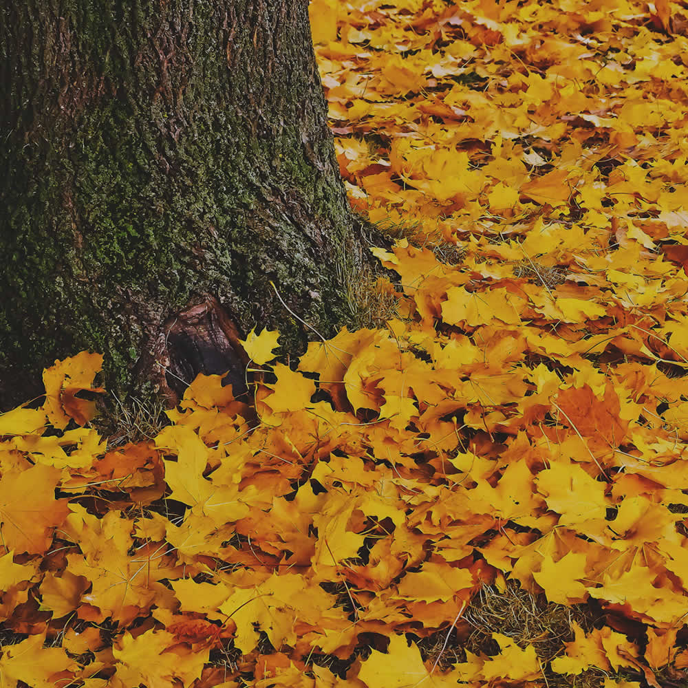 Spring and Fall Cleanup Services Utica