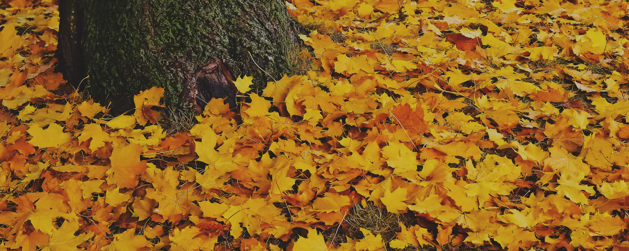 Spring and Fall Cleanup Services Utica