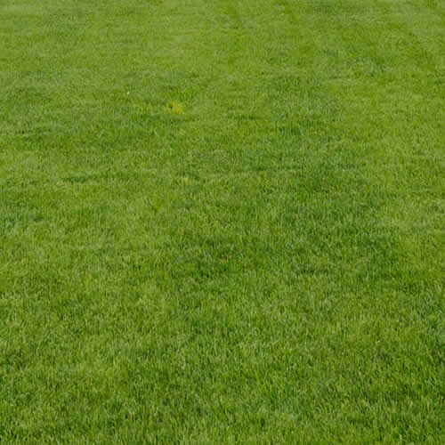 Weed Removal Service